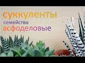 суккуленты семейства асфоделовые. алоэ, хавортия, гастерия