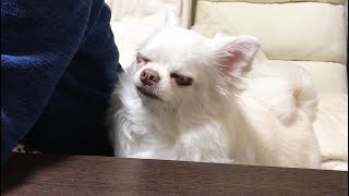 Dog which begins to complain to the daddy who does not turn off a smartphone 【Talking Dog】