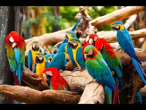 Different Breeds of parrots worldwide.            Parrots types in the world