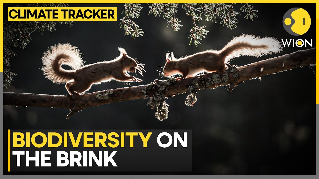 Climate Change Linked To Animal Extinction | WION Climate Tracker - YouTube