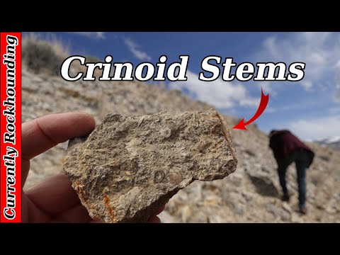 Roadside Crinoids and Brachiopods at the Clark Canyon Reservoir // Rockhounding Montana