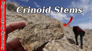 Roadside Crinoids and Brachiopods at the Clark Canyon Reservoir // Rockhounding Montana