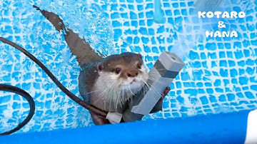 新しいホースを担いで追い出そうとするカワウソ　Angry Otter Fighting New Hose!