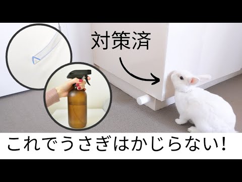 ウサギのE. cuniculi感染症とは？症状・治療法を獣医師が解説