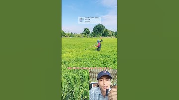 nông dân thái cắt lá lúa ai cũng ngỡ ngàng #shorts