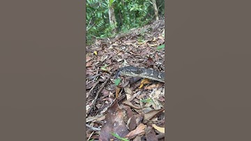 Coastal Carpet Python giving me that side eye #snakevideo #reptiles #australia #wildlife #python