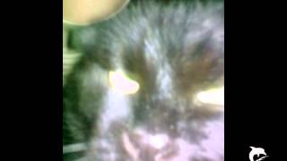 Farewell little Cat