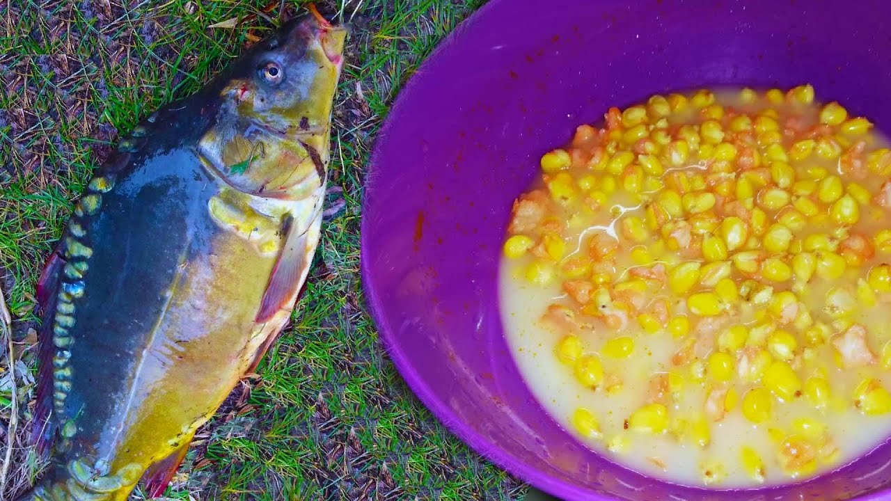 как готовить кукурузу для рыбалки видео