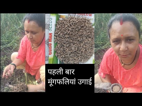 #इस बार गार्डन में #एड किया मूंगफली#देखिए वीडियो# 🌿😗😚🤗