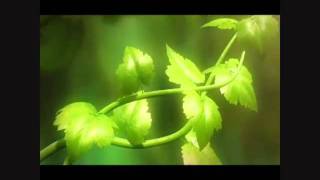 3dr Animation 2.flv