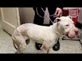 Hope Rescues Starving Bait Dog - The Dog Saviors