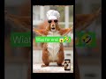 wiat for end 😱🤣 #funny #shortfeed #ytshort