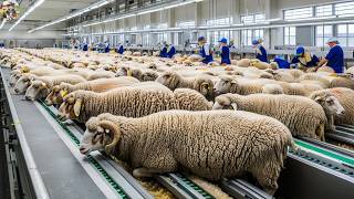 Sheep Slaughter And Processing Line - Sheep Wool Harvesting Factory - Closed Process At Sheep Farm