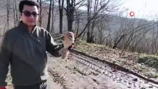 Düzcede 211 Yaban Hayvanı Doğaya Salındı