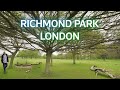 🇬🇧 Richmond Park in Summer | 4K Walking Tour London