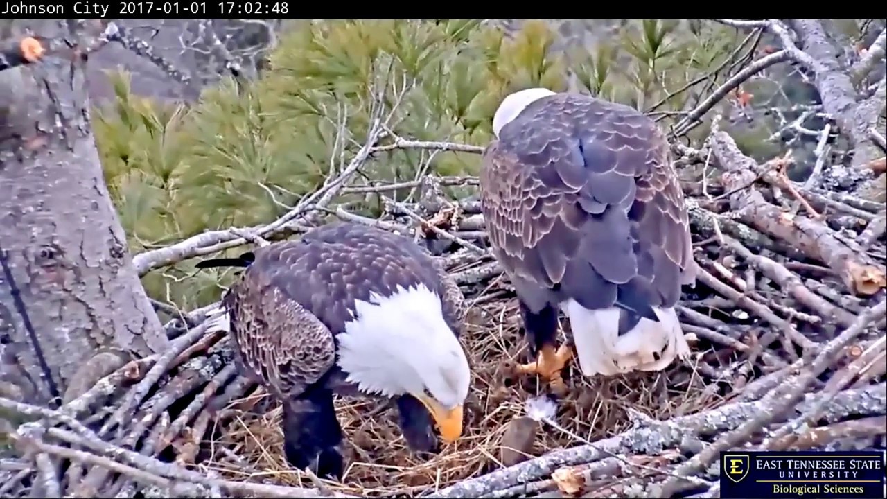 ETSU Johnson City Eagles 1 1 17 450pm Dark Shima & Noshi getting nest