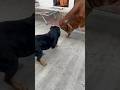 Rottweiler dog attackye kya kiya bruzzo nerottweilerthebruzzo9212dogviralfightshorts