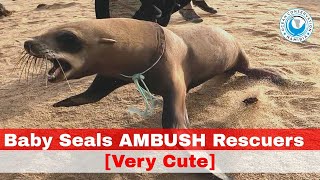 [Very Cute] Baby Seals Ambush Rescuers