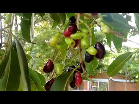 Tipo De Uma Grande Azeitona Preta Voce Sabia 155 O Jambolao Ou Azeitona Preta Youtube