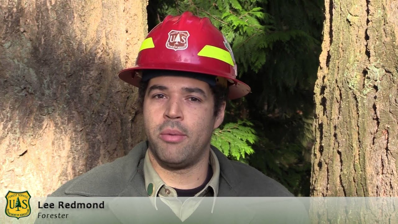 Christmas Tree Permits at Mt. BakerSnoqualmie National Forest YouTube