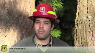 Christmas Tree Permits at Mt Baker-Snoqualmie National Forest
