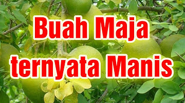 Manfaat Buah Maja, yang ternyata Manis.