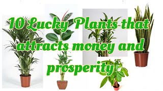 10 LUCKY  PLANTS THAT ATTRACTS MONEY AND PROSPERITY | LUCKY PLANT FOR HOME AND BUSINESS #luckyplant