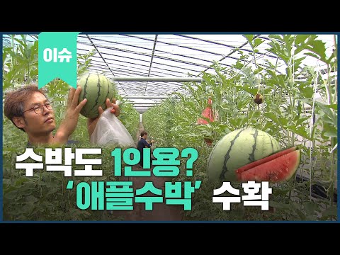 수박도 1인용, &amp;#39;<strong>애플수박</strong>&amp;#39; 수확