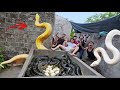 Brave soldiers used high-tech snake detectors to locate the giant python's nest.