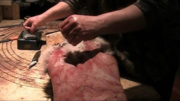 Fur Handling Series: Boarding a Coyote