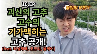 괴산의 고추 고수의 기가맥히는 고추공개!(feat.터널재배,코코리,올케어)