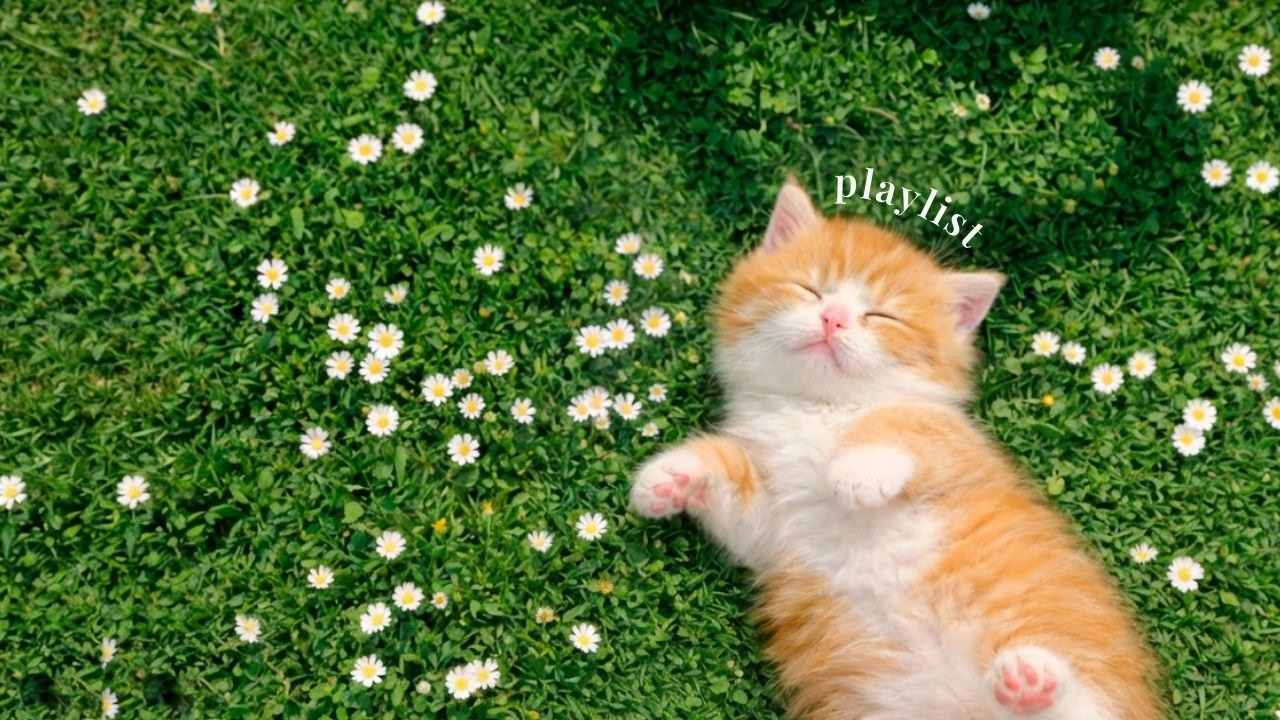 [playlist] (광고없음) 날씨 미쳤다… 🌸 벌써 봄이라 감정 말랑해짐 | 봄플리  indie pop 🎵