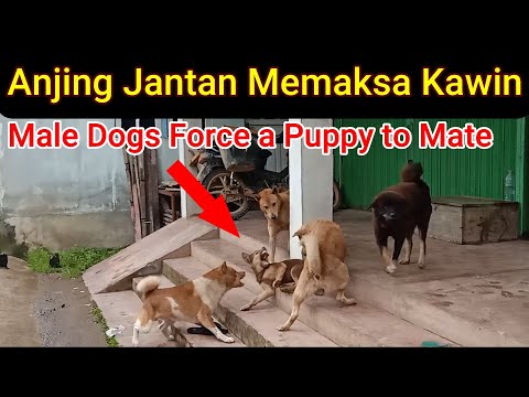 Male Dogs Force a Puppy for Mating - Geng Anjing Jantan Memaksa Anak Anjing Kawin - 犬は交尾のために子犬を強制します