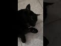 Cat Licks his Hand 7.5 times and Touches his Head