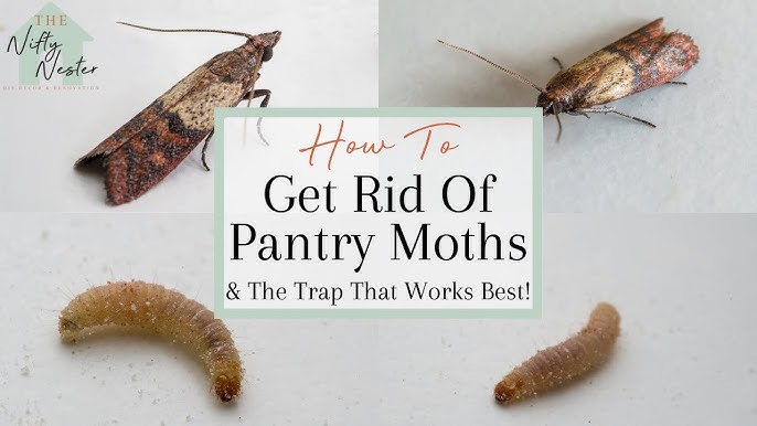 14 Ways to Get Rid of Moths in a Closet - wikiHow