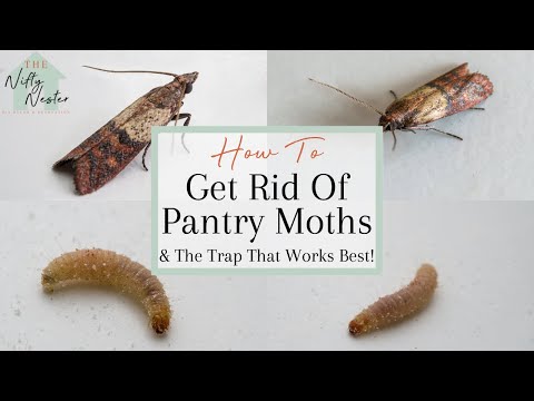 Video: Cum să scapi de moliile alimentare din apartament: metode și măsuri preventive