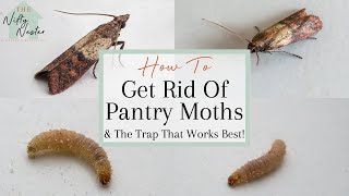 How to get rid of pantry moths naturally and keep them away for good