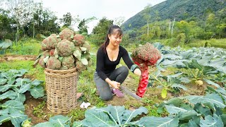 Harvest Vegetables & Bring Chickens, Geese go to market to sell - Cooking | New Free Bushcraft