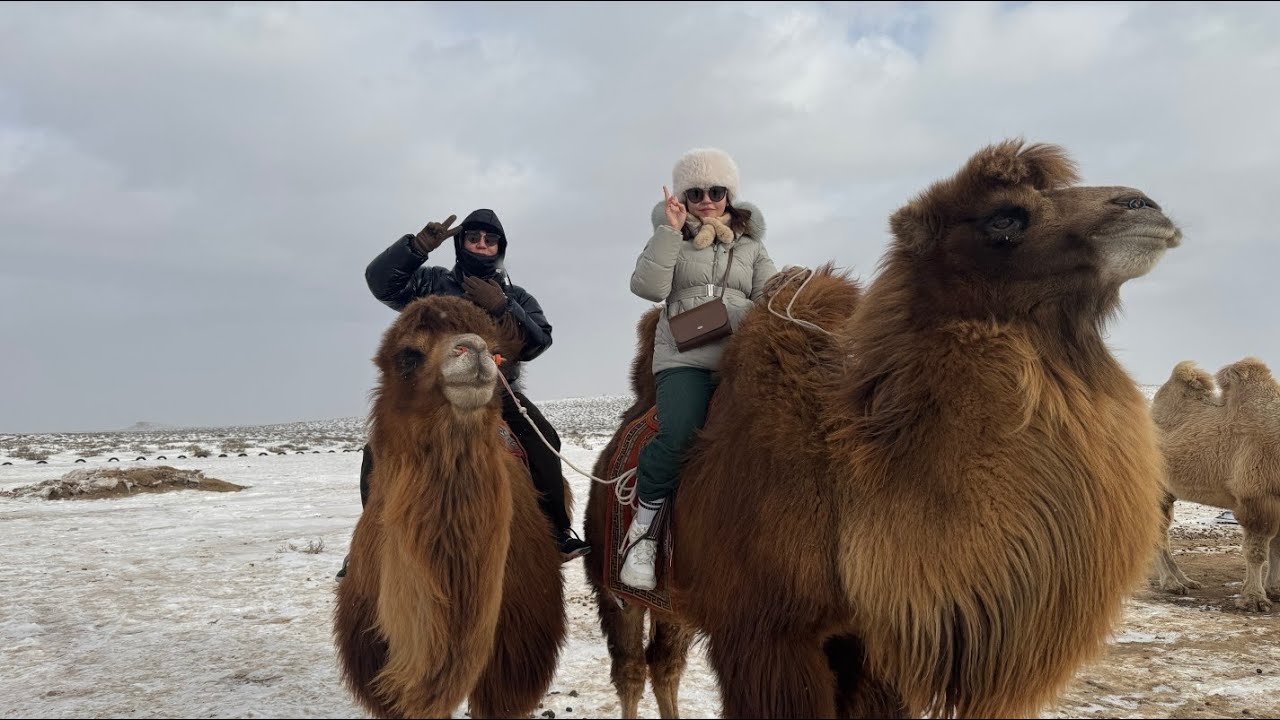 꾸용이 엄빠 낙타 타는 날