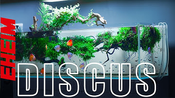 The Aquarium Every Discus Keeper Dreams Of