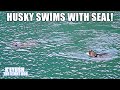 Husky Reacts to Wild Animals! SWIMS with SEAL! I have to RESCUE HIM!