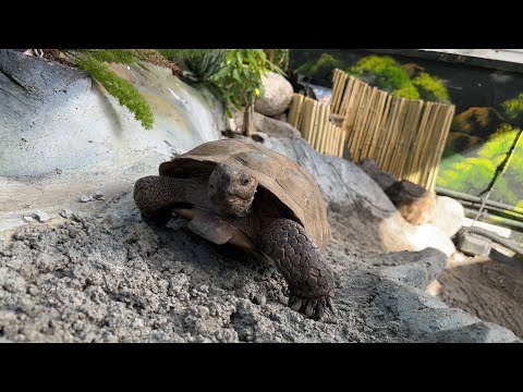 Vídeo: Traje de tartaruga ajuda tímido bulldog sai de sua concha