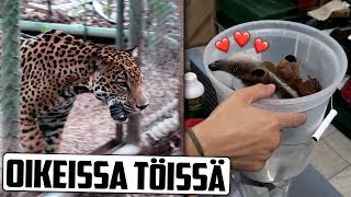 Töissä Eläinten Pelastuskeskuksessa! (Costa Rica VLOG)