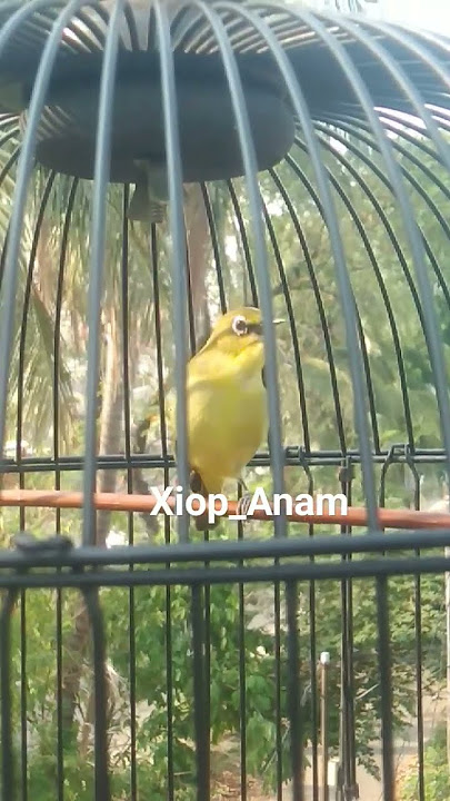 masteran dakun malang