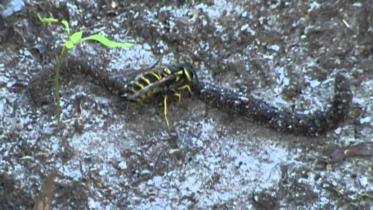 Yellow Jackets Eating and tearing apart a worm ( 720p HD ) YouTube
