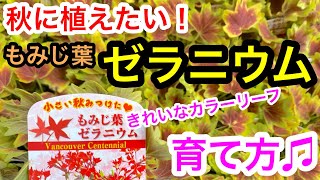 ゼラニウムの育て方 秋に植える もみじ葉ゼラニウム 春への準備で早めに植付け Youtube