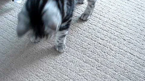 Watch the video about American shorthair kitty - paper toss