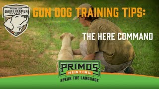 Gun Dog Training Tips: The Here Command