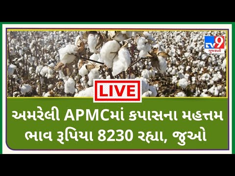 અમરેલી APMCમાં કપાસના મહત્તમ ભાવ રૂપિયા 8230 રહ્યા |TV9NEWS