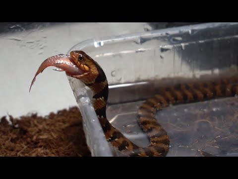 Wideo: Jak Karmić Węże żywe Lub Zamrożone Zwierzęta?